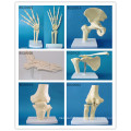 Human Anatomical Simulation Hand Joint Skeleton Model for Medical Teaching